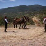 Festa del grano nel segno della tradizione a Castelbuono