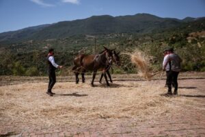 Festa del grano nel segno della tradizione a Castelbuono