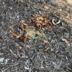 Santa Maria del Focallo, serve un po' di attenzione