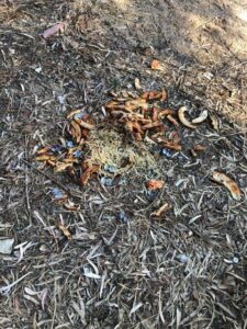 Santa Maria del Focallo, serve un po' di attenzione