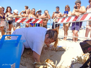 Anche le spiagge camarinesi hanno un nido di tartarughe
