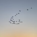 Sicilia, lo spettacolo dei fenicotteri che danzano al tramonto