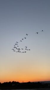 Sicilia, lo spettacolo dei fenicotteri che danzano al tramonto