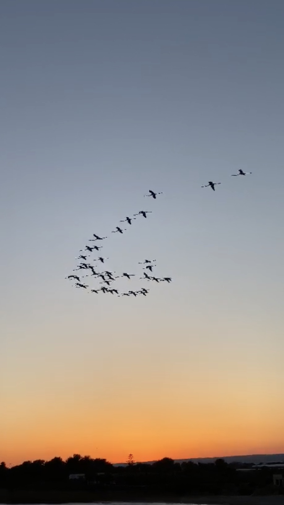 Sicilia, lo spettacolo dei fenicotteri che danzano al tramonto. VIDEO