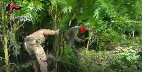 Sequestrata piantagione marijuana a Augusta, due arresti