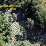 Droga: sequestrata maxi-piantagione marijuana nel Catanese