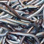 Pesca del cicirello e del rossetto: la Sicilia ottiene la proroga