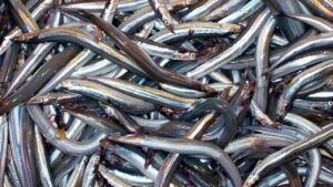 Pesca del cicirello e del rossetto: la Sicilia ottiene la proroga