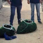 Mille ricci di mare pescati illegalmente,