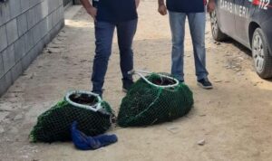 Mille ricci di mare pescati illegalmente,