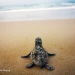 Conclusa l'operazione tartaruga