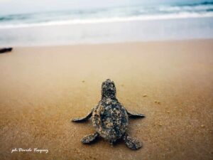 Conclusa l'operazione tartaruga