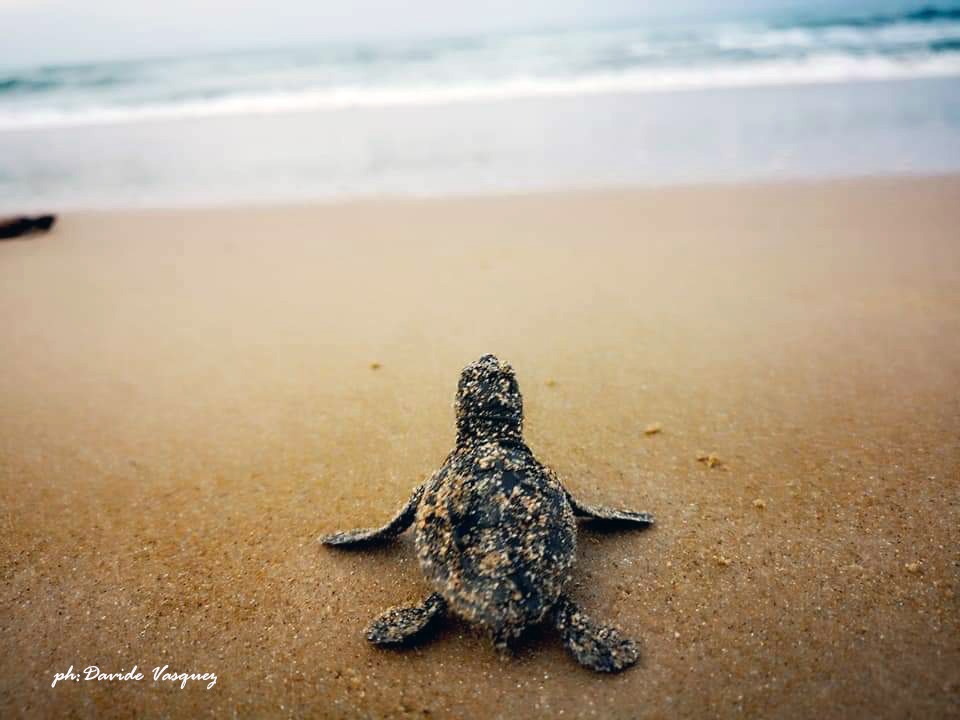 Conclusa l’operazione tartaruga