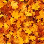 Cambio di stagione: i migliori rimedi naturali