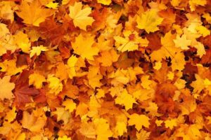 Cambio di stagione: i migliori rimedi naturali