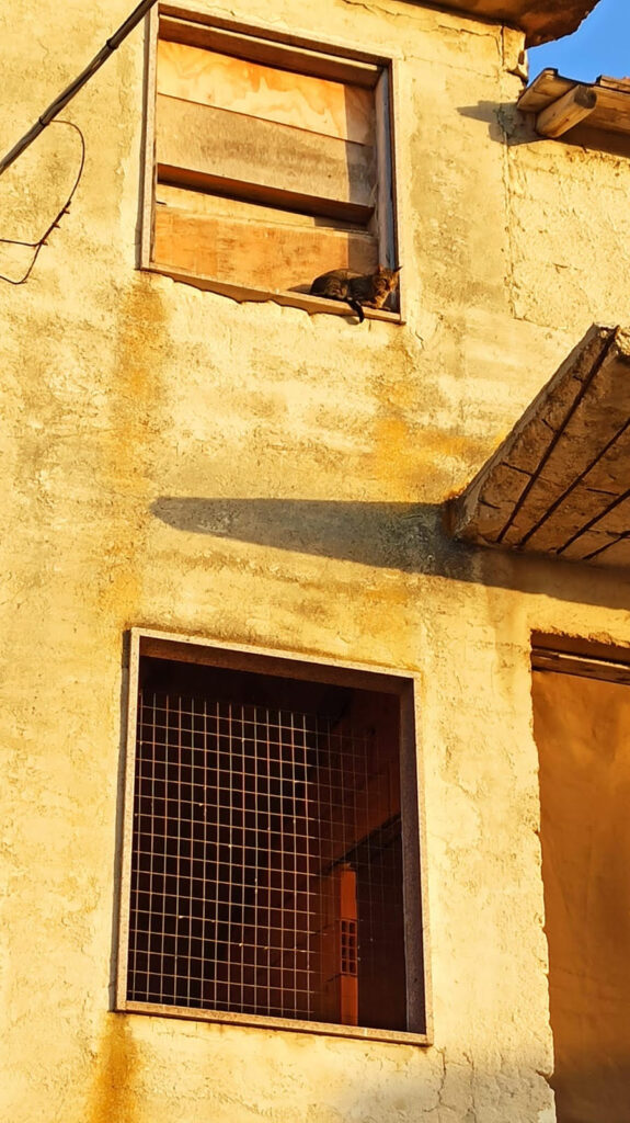 A Scicli il gatto intrappolato, i pompieri e la Macaia