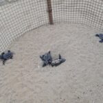 Animali: nate tartarughe caretta caretta a Lampedusa