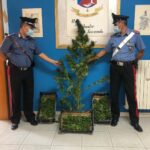 Coltivavano, e raccoglievano marijuana, tre arresti