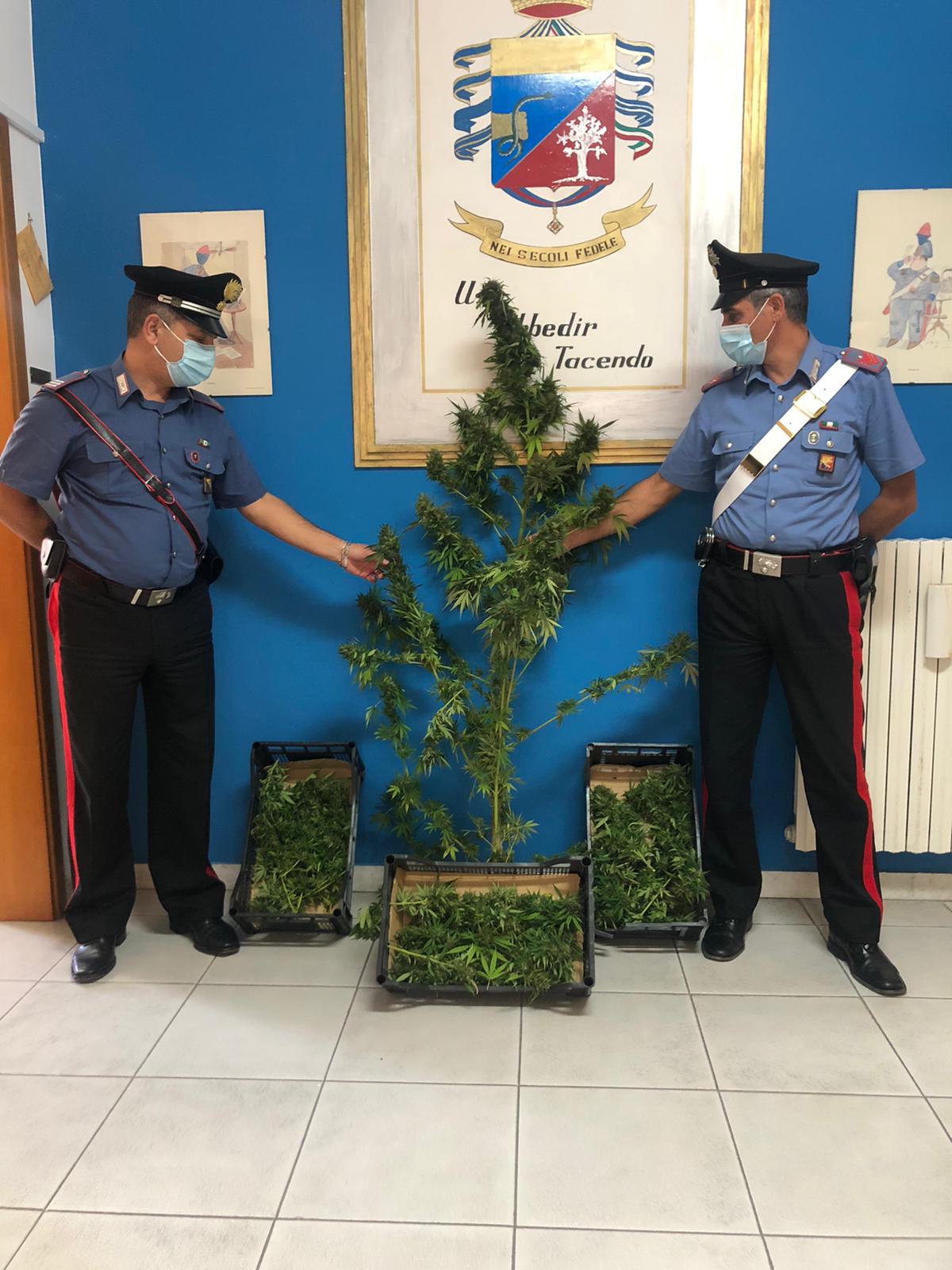 Coltivavano, e raccoglievano marijuana, tre arresti