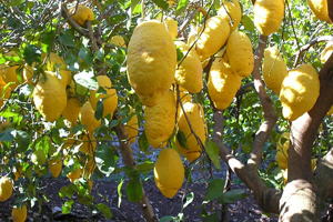Il limone dell'Etna è stato riconosciuto Igp