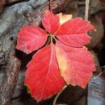 Tisana anticellulite: la vite rossa contro la pelle a buccia d’arancia
