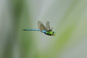 Ambiente: censite 21 specie libellule in riserva nell'Ennese