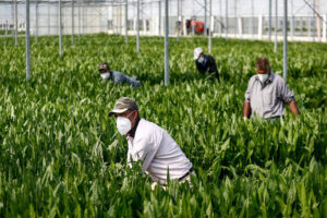 Nelle serre e nei magazzini agricoli senza mascherine
