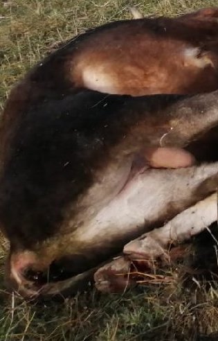 Mucche e vitelli abbattuti a colpi di fucile
