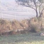 Ragusa, hanno sparato a una mucca