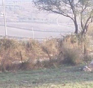 Ragusa, hanno sparato a una mucca
