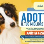 Comuni: Catania, al via ad adozioni cani on-line