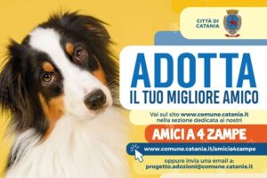 Comuni: Catania, al via ad adozioni cani on-line