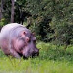 Colombia: gli ippopotami di Escobar minacciano l'ambiente
