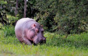 Colombia: gli ippopotami di Escobar minacciano l'ambiente