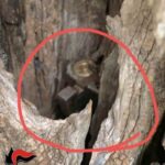 Fucile in cavitÃ  albero vicino luogo omicidio nel Trapanese