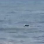 Danzano i delfini nel mare di Cava d'Aliga