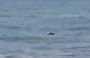 Danzano i delfini nel mare di Cava d'Aliga