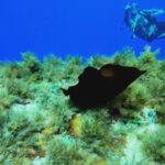 Ustica, incontro subacqueo con l’informe monaca di mare VIDEO