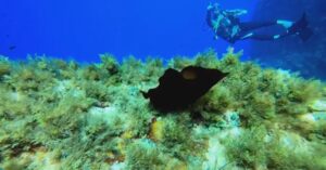 Ustica, incontro subacqueo con l’informe monaca di mare VIDEO