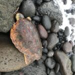 Caretta caretta trovata morta a Stromboli, ha ingoiato amo