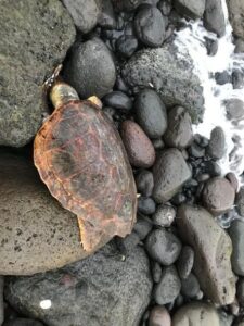 Caretta caretta trovata morta a Stromboli, ha ingoiato amo