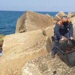 Sequestrati 1500 ricci di mare pescati illegalmente a Punta Braccetto