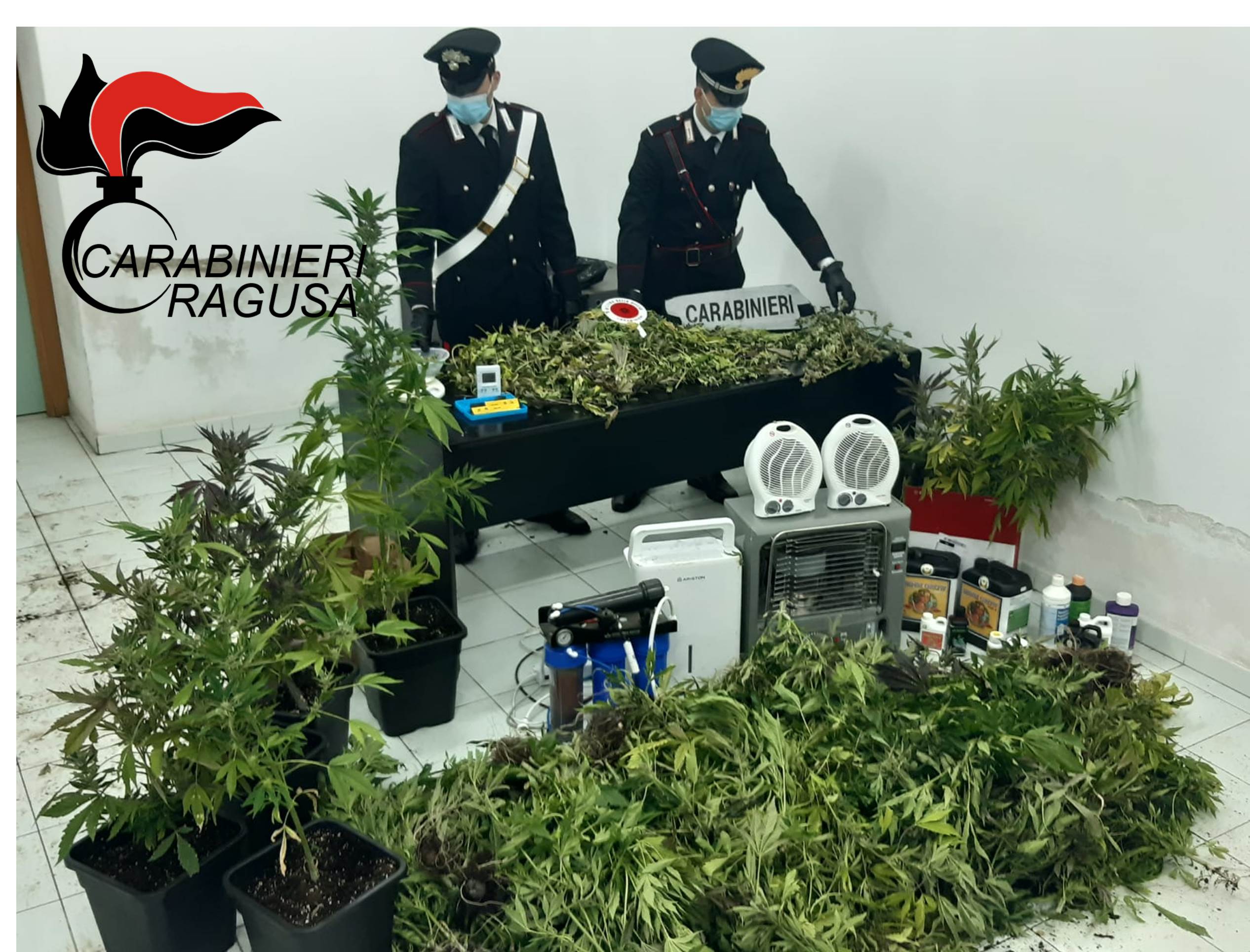 Una piantagione di marijuana nascosta in una serra a Comiso