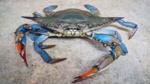 Il vorace Granchio Blu invade la Sicilia: è caccia alla specie aliena VIDEO