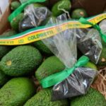 Agricoltura: avocado e in omaggio sacchetto sabbia nera Etna