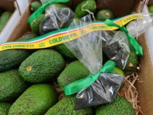 Agricoltura: avocado e in omaggio sacchetto sabbia nera Etna