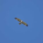 Ambiente:'aquila dei serpenti' nei cieli di Grotta Palombara
