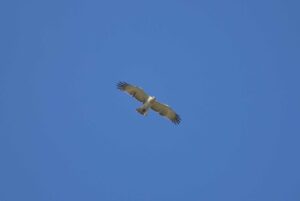 Ambiente:'aquila dei serpenti' nei cieli di Grotta Palombara
