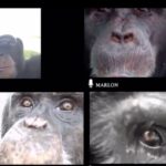 Nessuno va allo zoo, gli scimpanzè si distraggono con le videochiamate