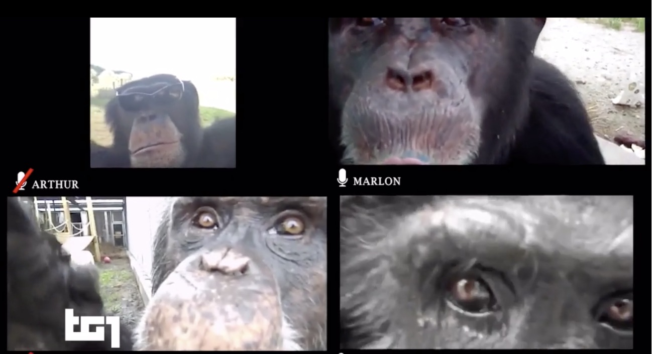 Nessuno va allo zoo, gli scimpanzè si distraggono con le videochiamate